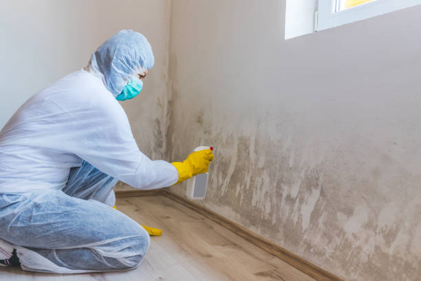 Licensed Mold Testing service in Kitzmiller, MD - WQB Mold Removal